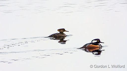 Mrs & Mr Merganser_DSCF00283.jpg - Hooded Merganser (Lophodytes cucullatus) photographed along the Rideau Canal Waterway at Smiths Falls, Ontario, Canada.